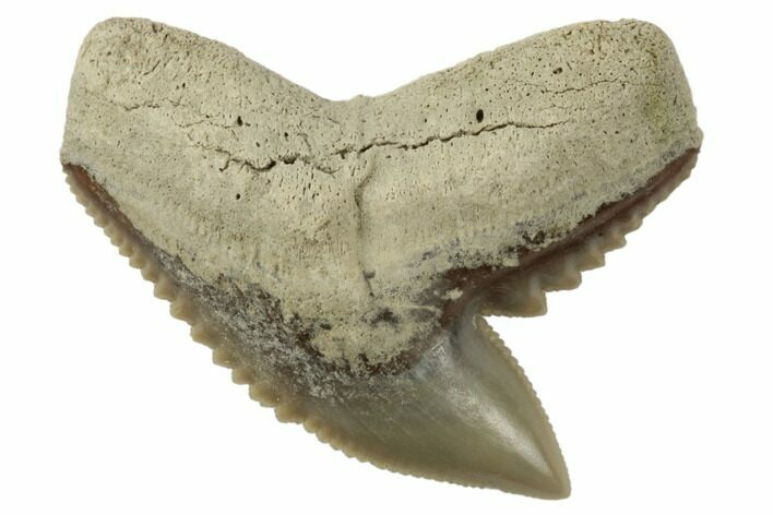 Fossil Tiger Shark (Galeocerdo) Tooth - Aurora, NC #195064